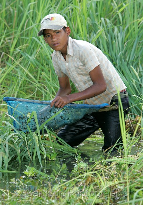 CJP4W4556-14x20cm-c.jpg - This boy uses a wedge-shaped scoop basket to capture small fish (Trichogaster sp, Anabas, etc.) and shrimp in the rice field wetlands near his home; Battambang Province, Cambodia.